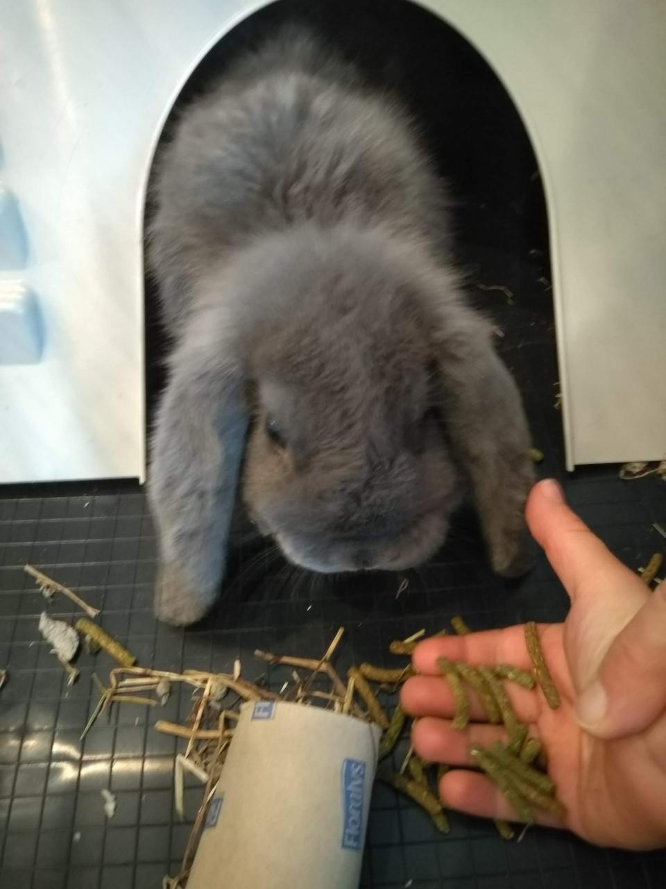 Vermist langoor konijn