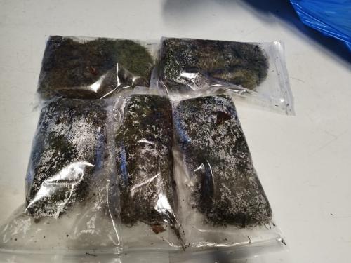 5 zakjes levend plaatmos