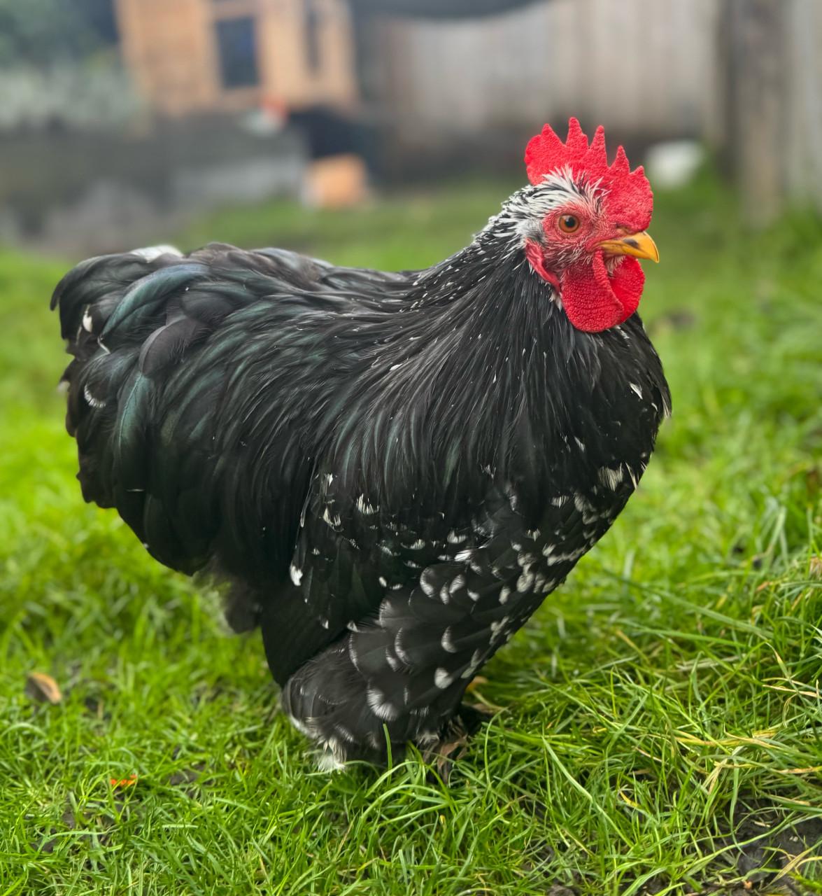 Cochin kruising molted haantje