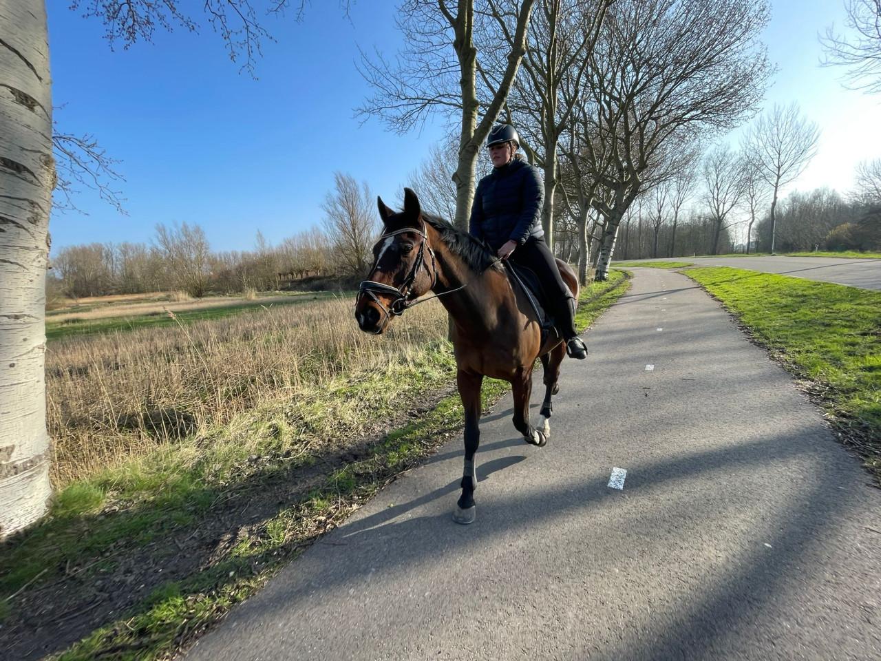 Paard zoekt huis❤️