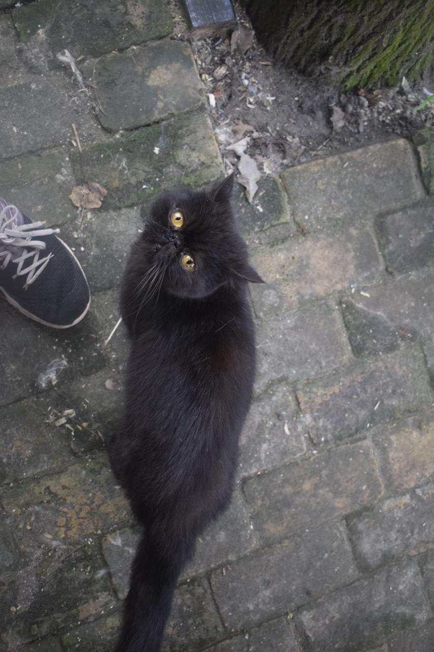 Bailey zoekt nieuwe thuis / de juiste klik