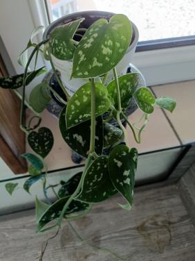 Mooie hangplant Scindapsus