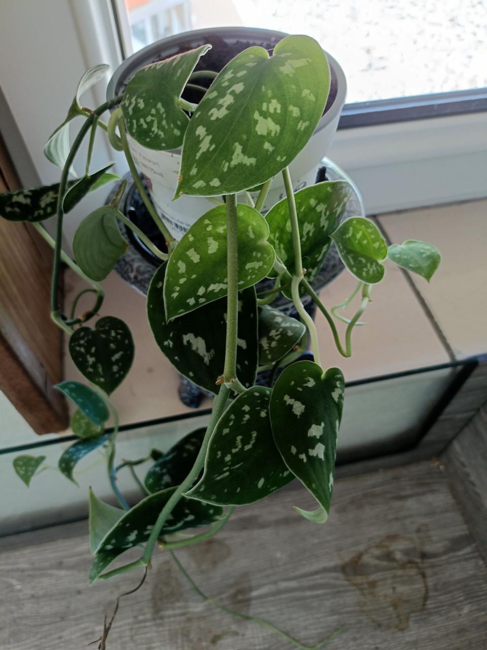 Mooie hangplant Scindapsus