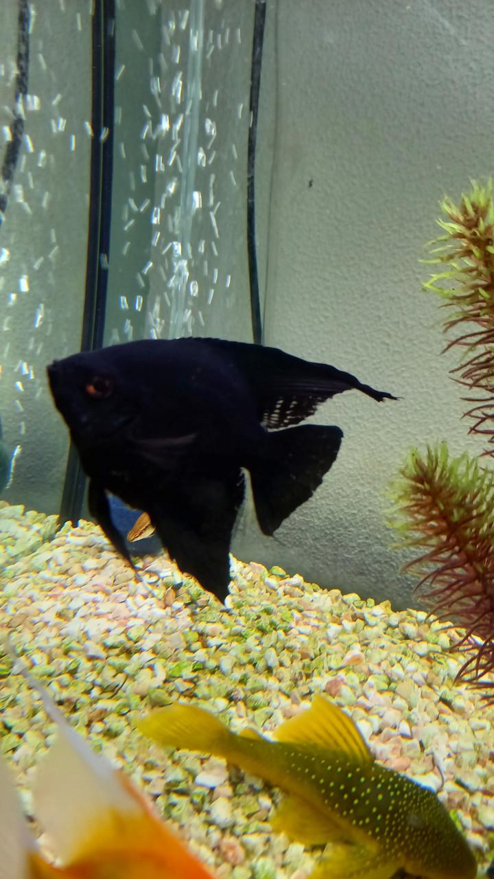 Aquarium + Maanvissen