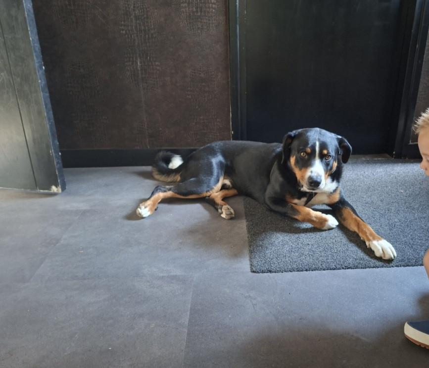 Zwitserse Appenzeller Sennenhond 1,5 jaar