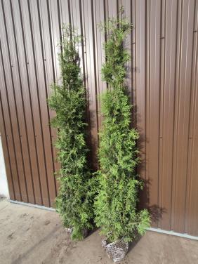 Thuja Brabant haagconiferen tot 3m weer leverbaar