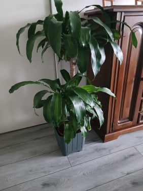 Kamerplant