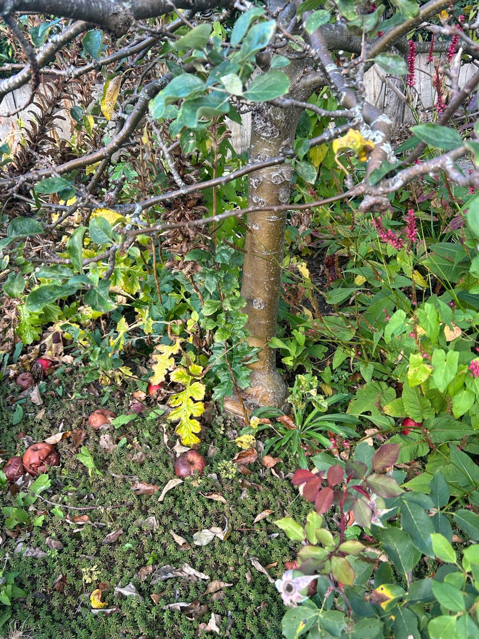 Elstar appelboom