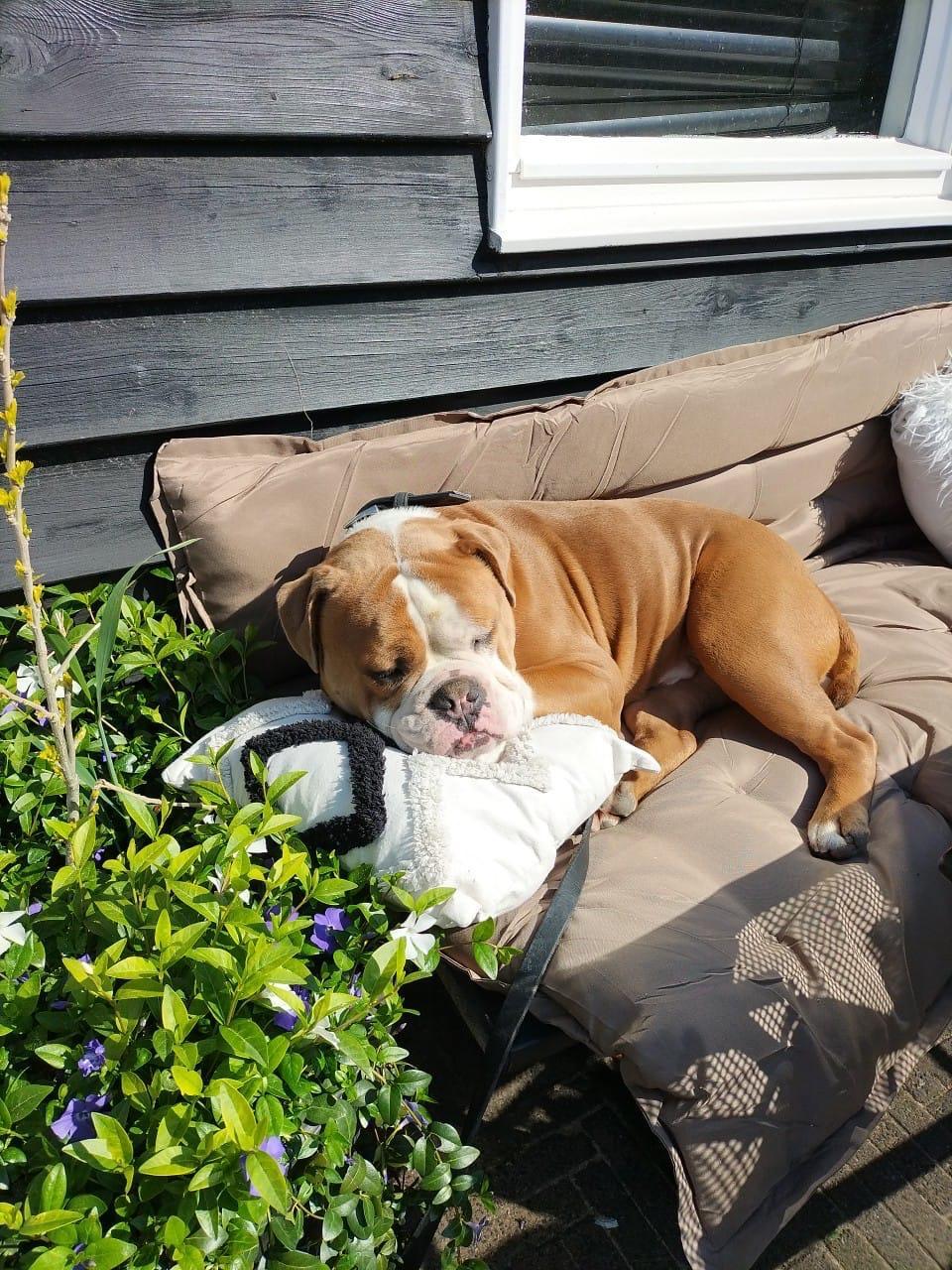 Old English Bulldog reu