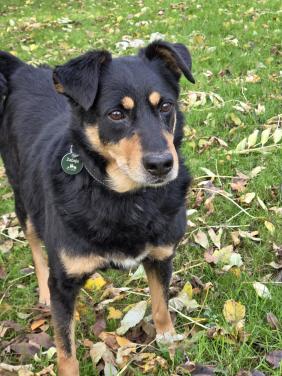 Lieve Zenek zoekt een thuis