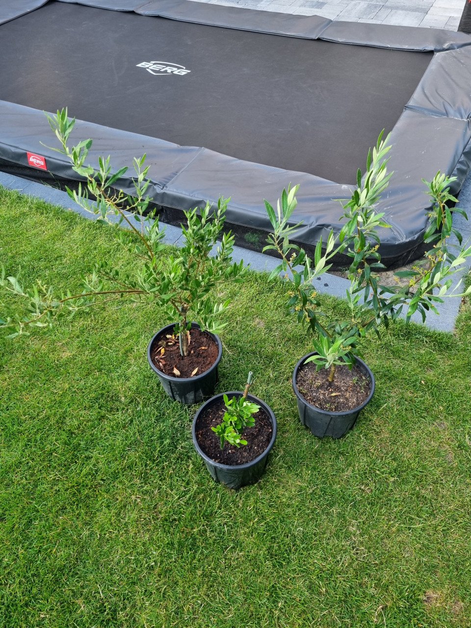 Olijfboompjes 3 stuks