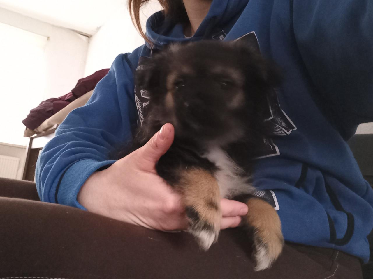 75% kruising pomeriaan