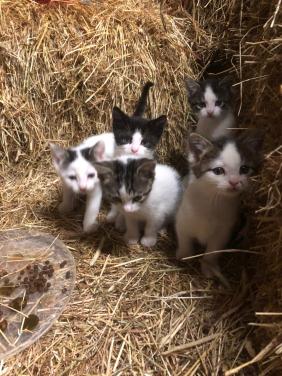 Kittens(nog 2 beschikbaar)