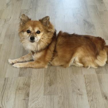 Pomchi teefje 8 jaar oud