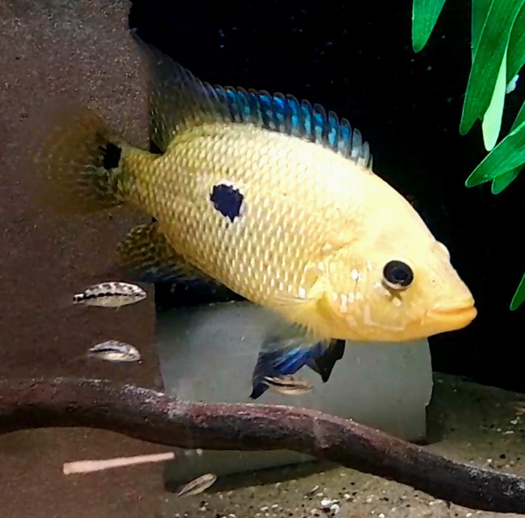 Kronoheros Umbriferus cichliden