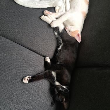 Super lieve kittens