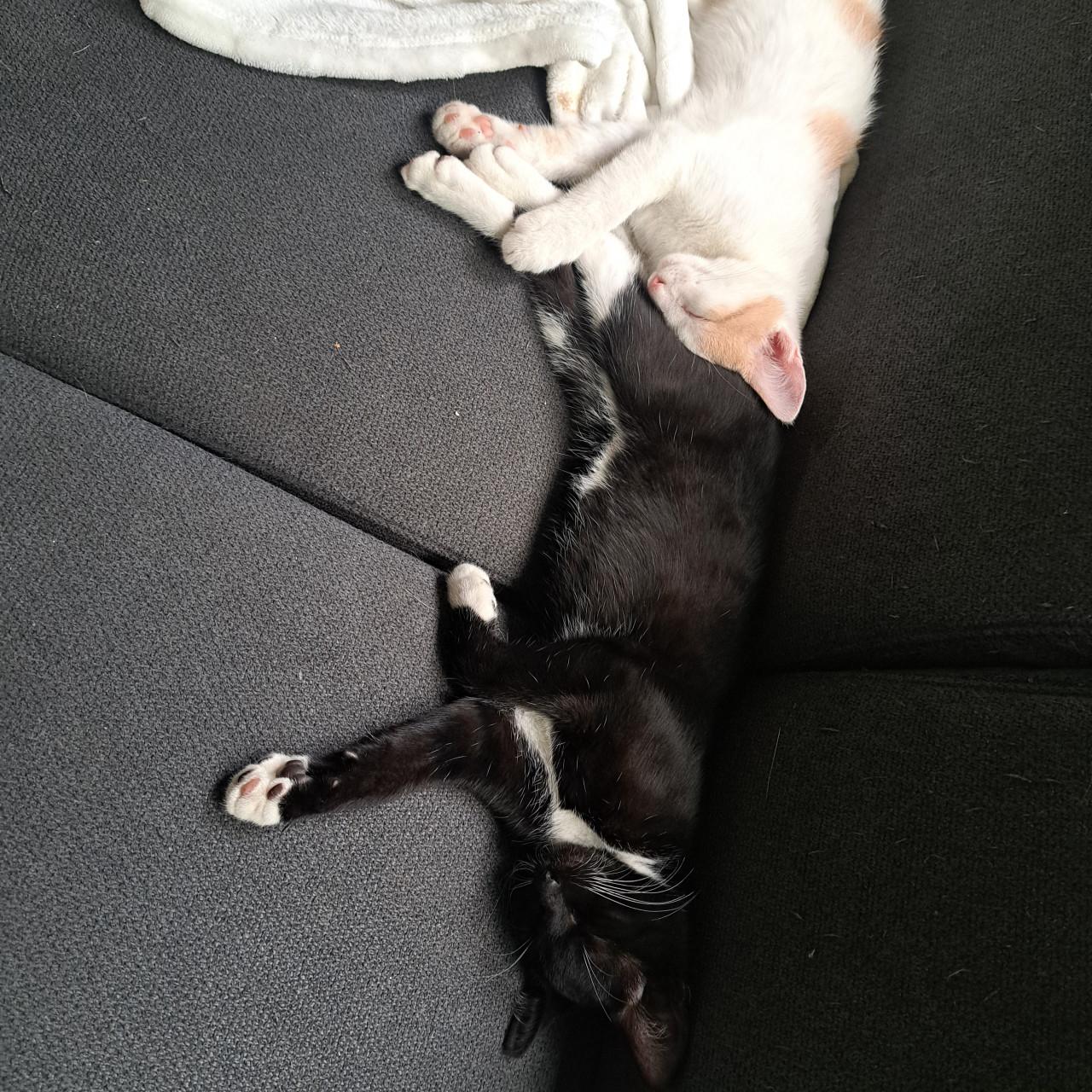 Super lieve kittens