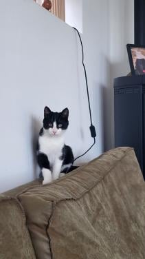 2 katers 18 weken