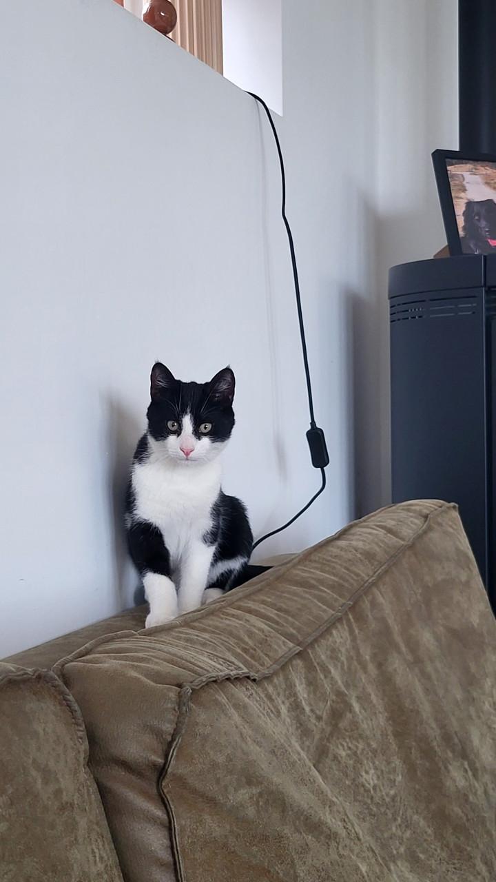 2 katers 18 weken