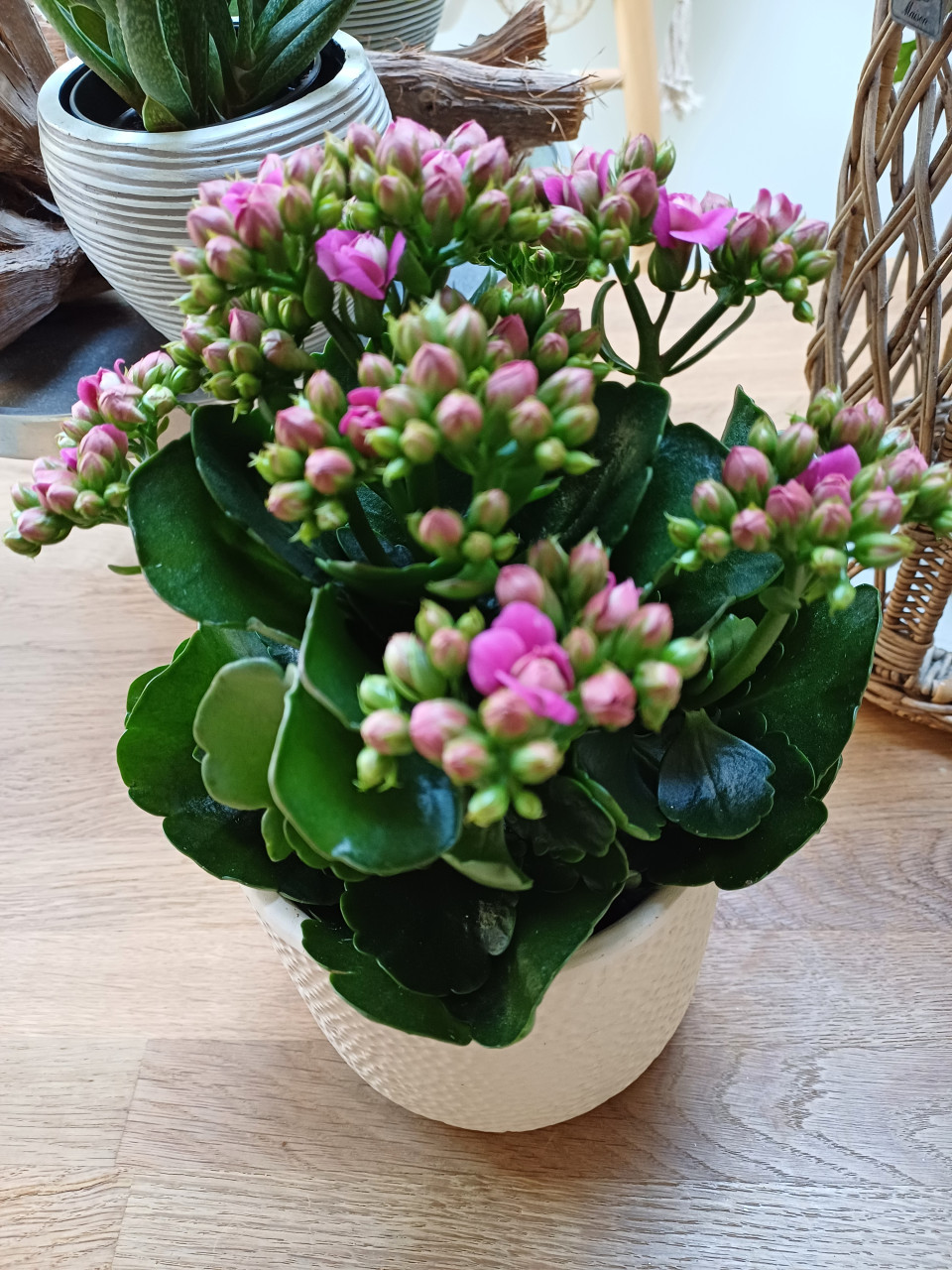 NIEUW: KALANCHOË fuchsia dubbel bloemig + neutrale POT
