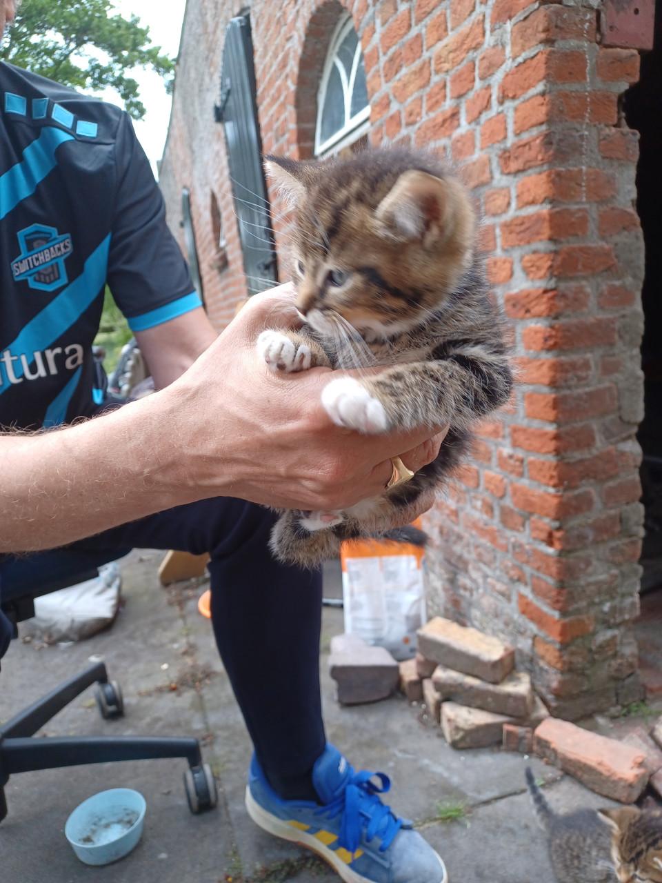 Kittens