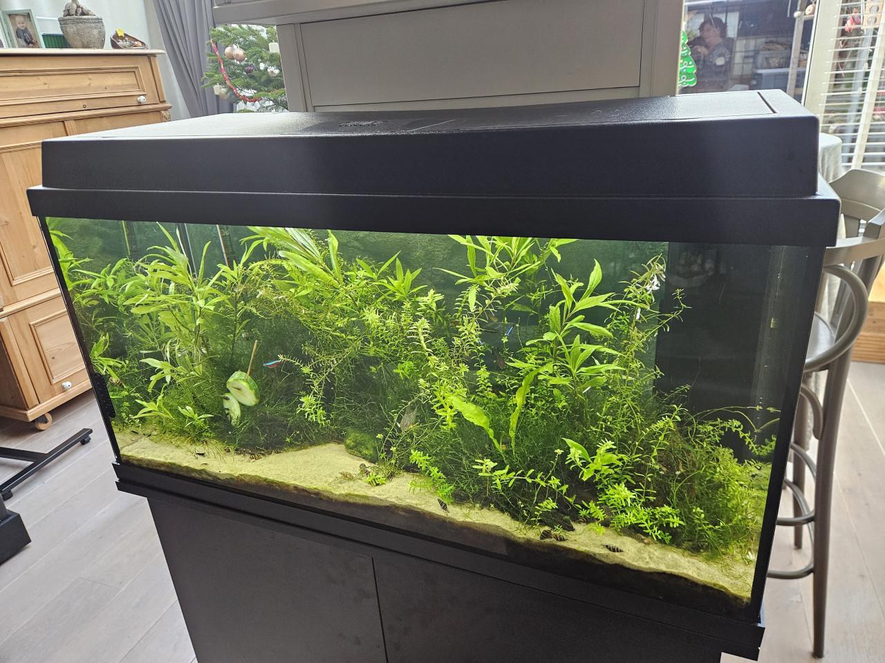 Aquarium compleet met vissen, garnalen, planten ed