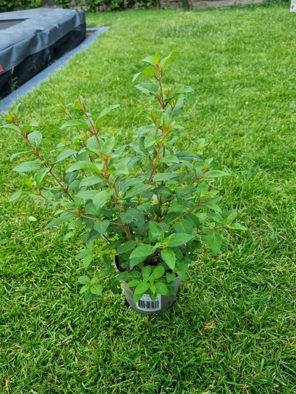 Fuchsias