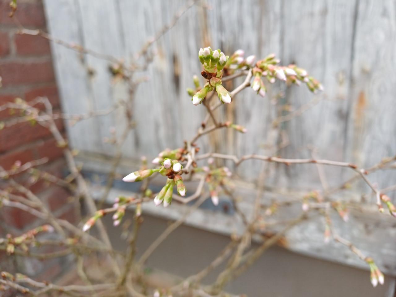 Zin in de LENTE? Prachtig PRUNUS struikje incl. buitenpot