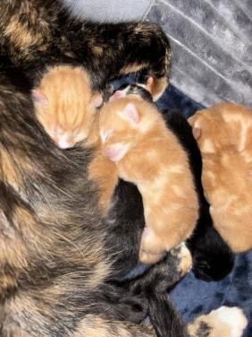 Kittens zoeken gouden mandje ❤️