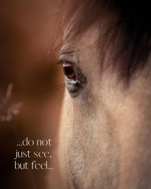#Equi Pride# waardevolle training, ontspanning met je paard.
