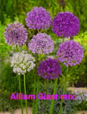 Tuinplanten OUDELANDE