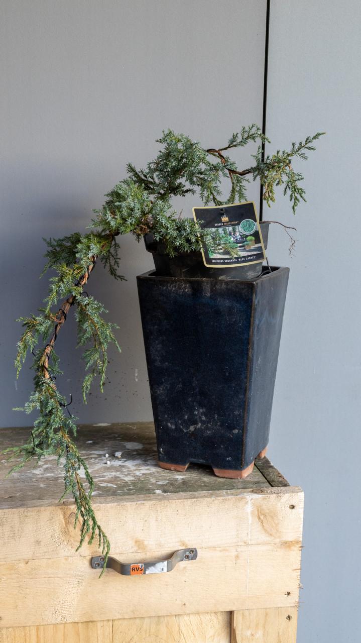 Bonsai Juniperus Blue carpet cascade