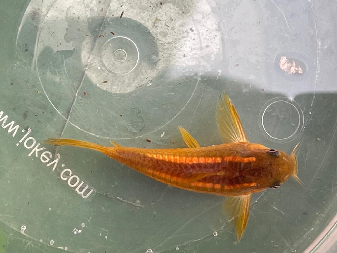 Osteogaster (corydoras) CW010 Gold Laser