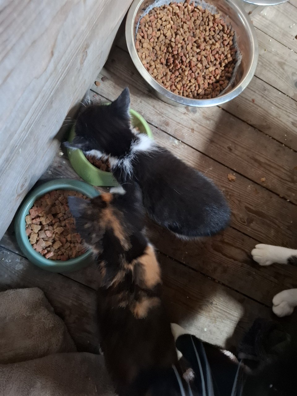Kittens