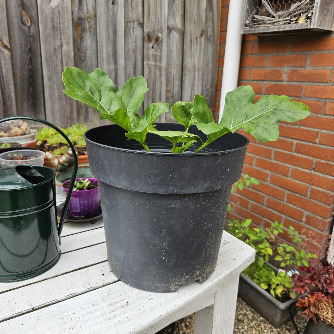 Acanthus Mollis - Berenklauw