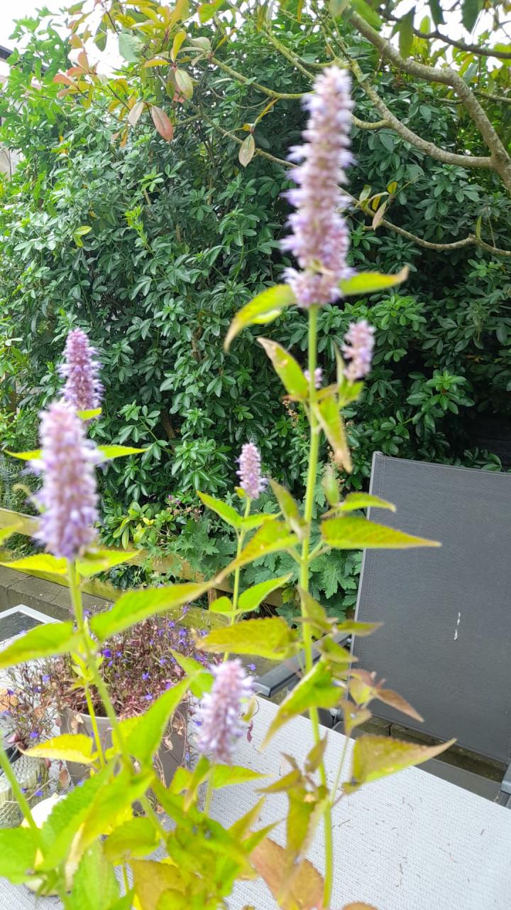 Vaste planten
