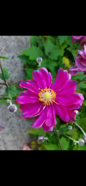 Annemoon