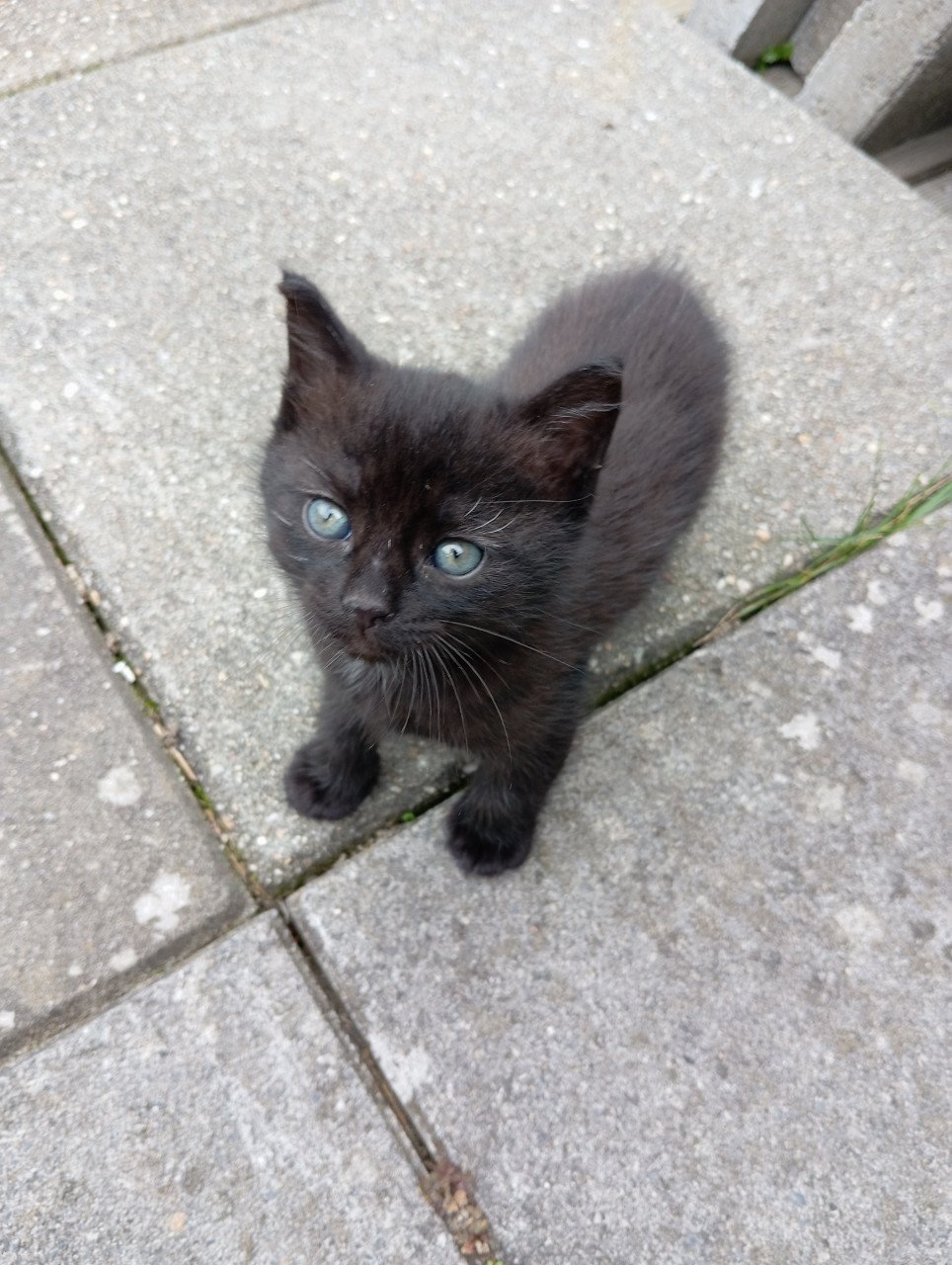Kitten mannetje