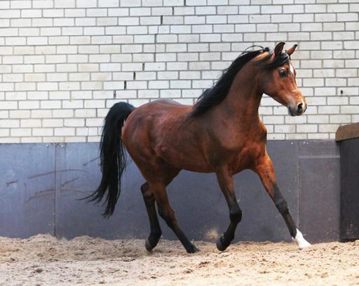 Arabisch volbloed ruin te koop