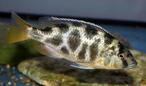 Venustus nimbochromis vrouwtje gratis
