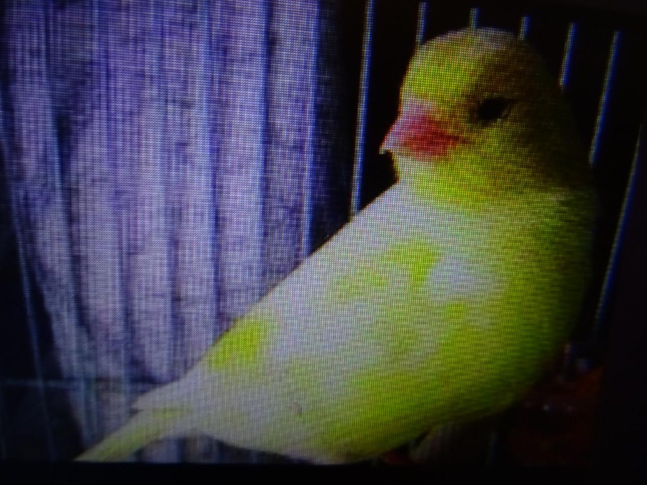 Te mooie mooie zang kanarie mannen  van vorig jaar gele en bonte en ??