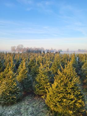 Kerstbomen 1 tot 7 meter