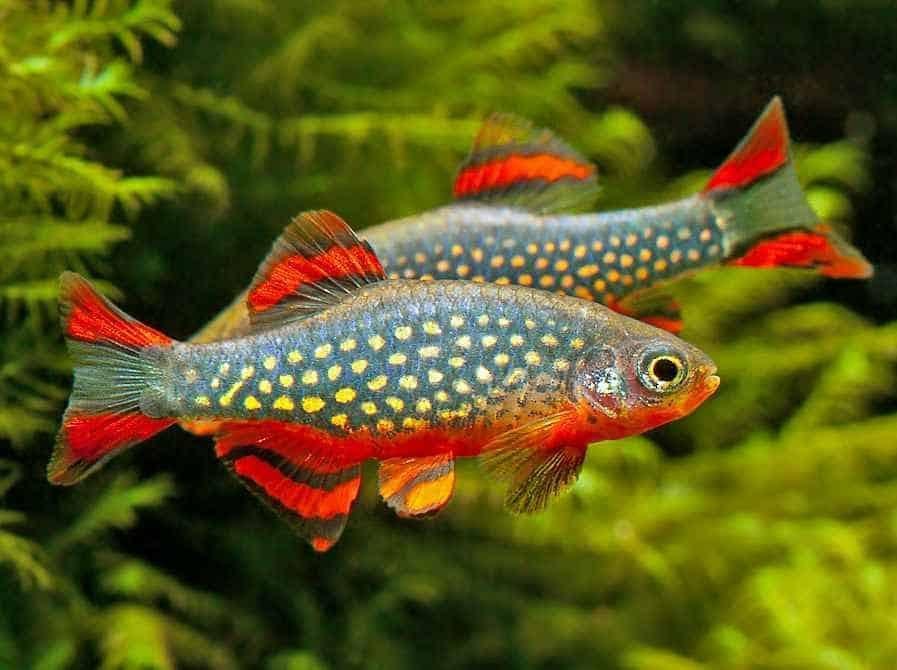 Galaxy rasbora