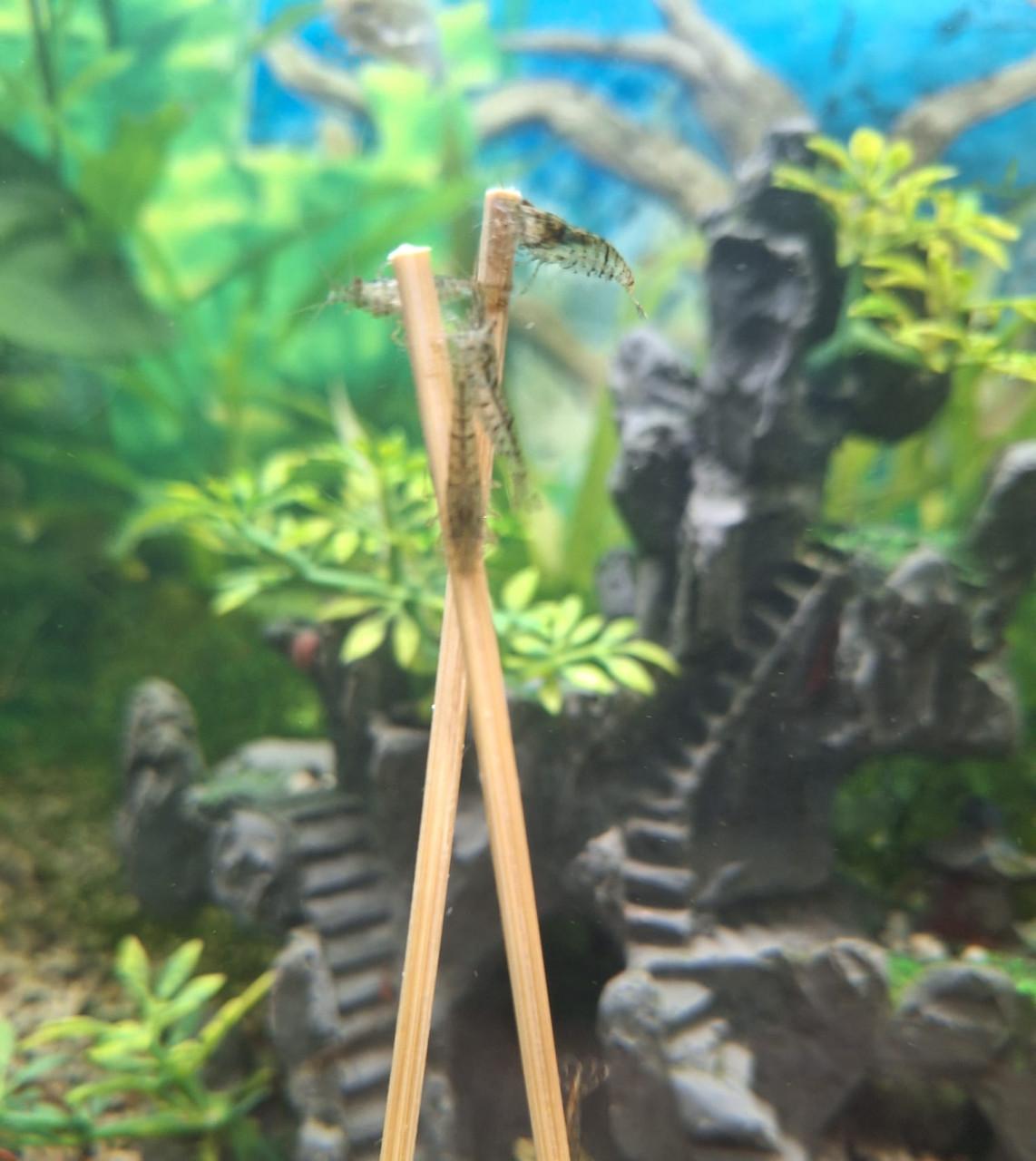 Garnalen ( wildkleur)