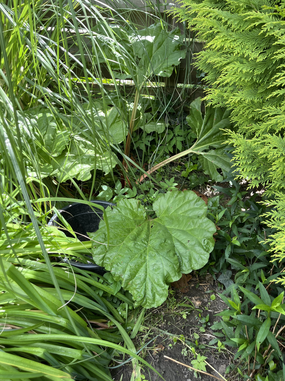 Gratis rabarberplant