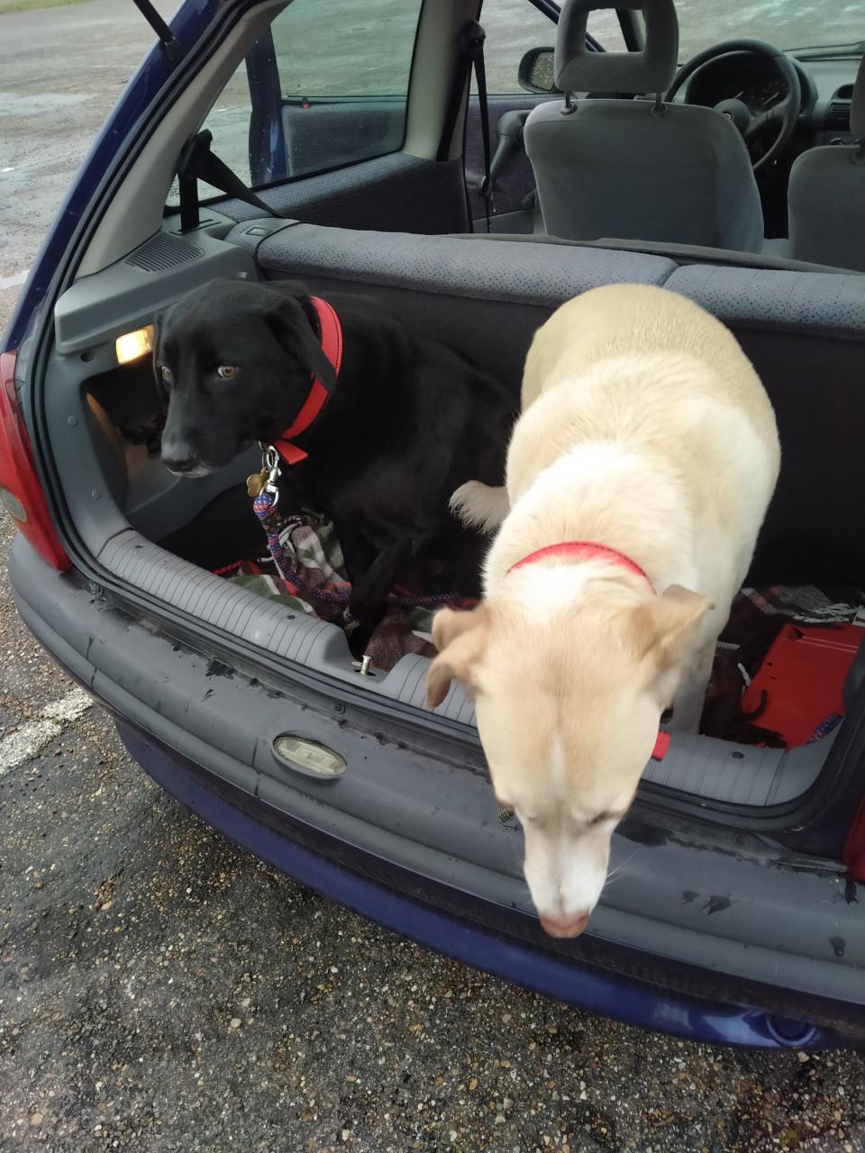 Honden oppas aangeboden en gevraagd, Burgh Haamstede