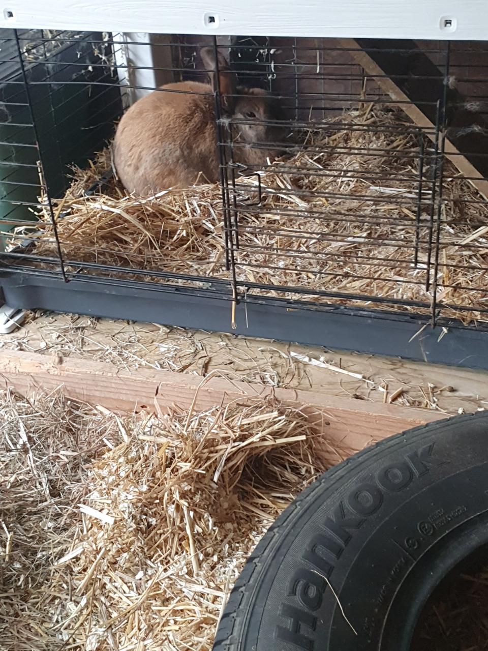 Ons konijn Pluisje is erg eenzaam na het overlijden van zijn maatje