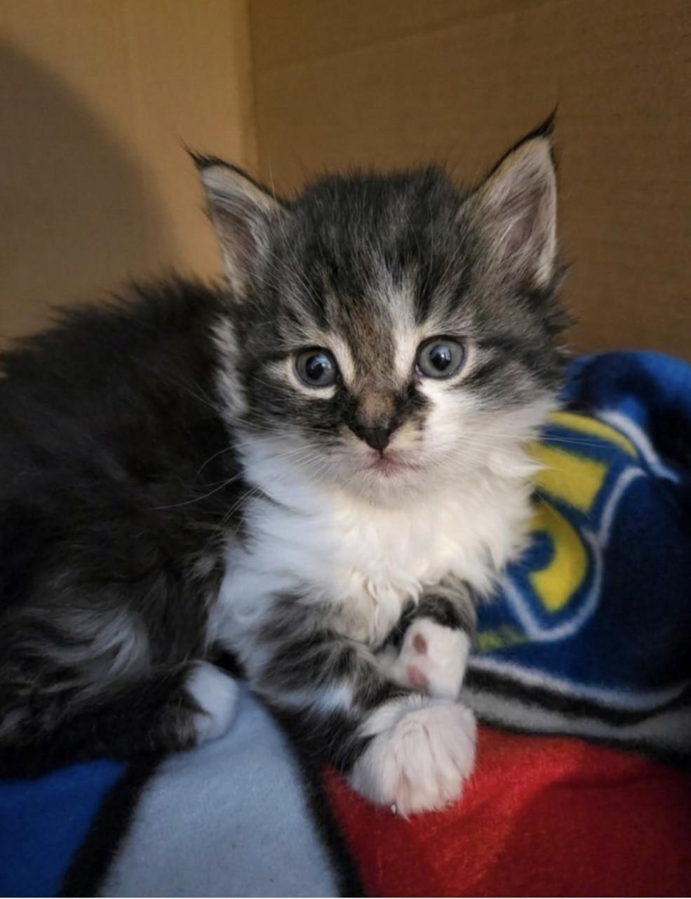 Nog 2 mooie kittens beschikbaar!