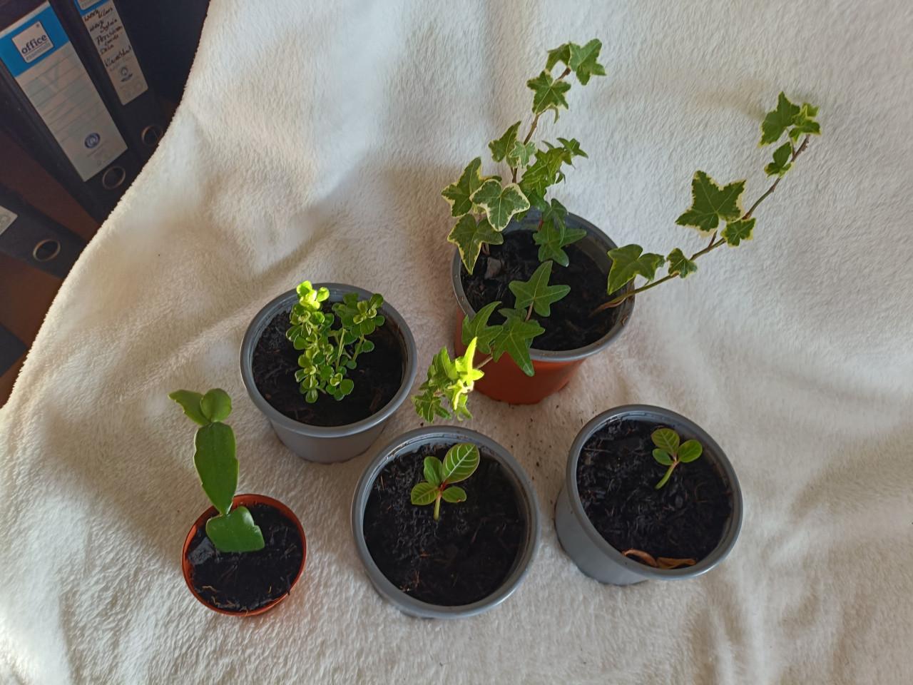 Jonge kleine kamerplantjes setje van 5