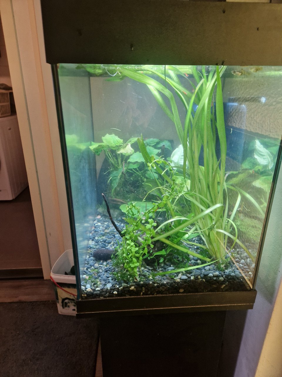 Aquarium lido 120 compleet